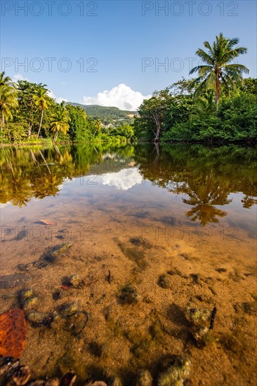 View of a river arm, a tropical mangrove landscape and the natural surroundings of Grande Anse Beach, Basse Terre, Guadeloupe, the French Antilles and the Caribbean, North America