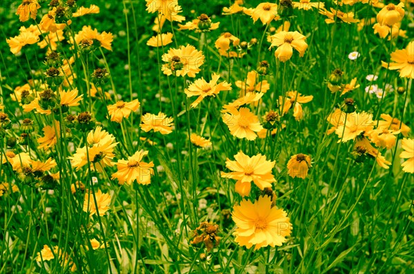 Vibrant yellow flowers blooming in a field, creating a cheerful atmosphere, in South Korea