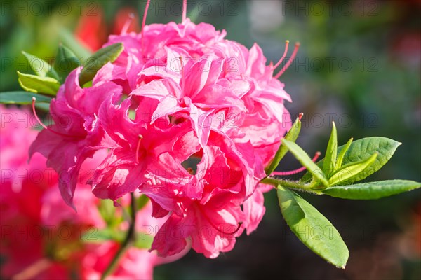 Rhododendron (azalea) flowers of various colors in the spring garden. Closeup. Blurred background