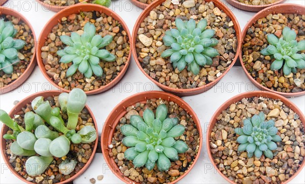 Small succulent plants background. greenhouse, top view, floral texture