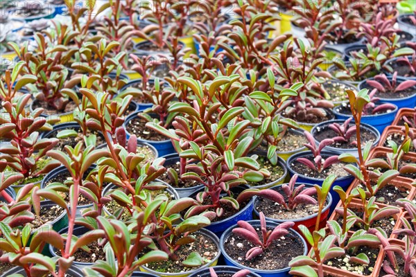 Various types of succulent in flower pots in the greenhouse. Closeup, selective focus