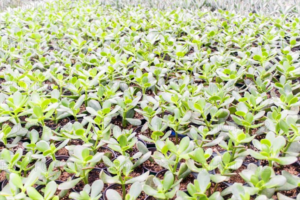 Small succulent plants background. greenhouse, top view, floral texture