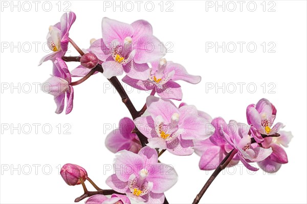 Beautiful orchids of different colors on white and grey background. Phalaenopsis hybrids. Close up