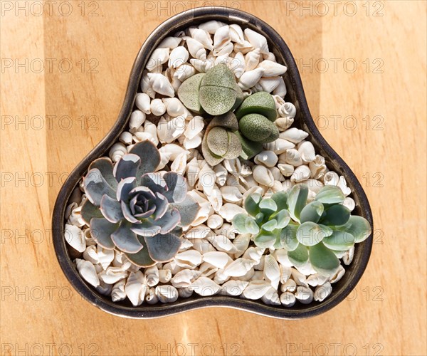 Small succulents in a ceramic pot on a wooden background