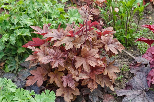 Heuchera or coral bells, plant with beautiful colored leaves