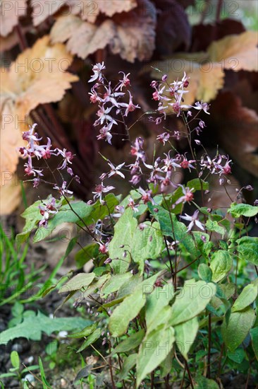 Purple barrenwort (epimedium) flourishing in the garden