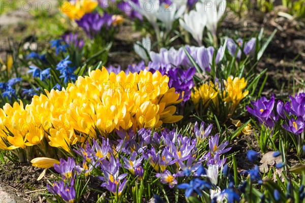 Crocuses blooming in the botanical garden in spring