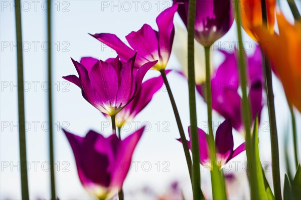 Blooming tulips, lakeside promenade, Ueberlingen, Lake Constance, Baden-Wuerttemberg, Germany, Europe