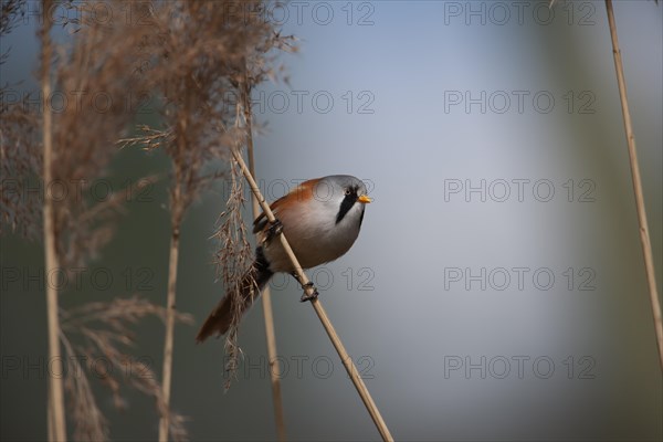 Bearded tit or reedling (Panurus biarmicus) adult male bird on a Common reed stem in a reedbed, England, United Kingdom, Europe