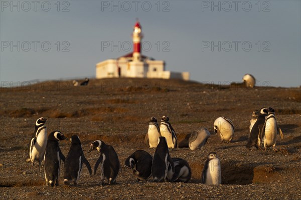 Magellanic penguins (Spheniscus magellanicus) in front of the lighthouse in the Penguin National Park on Magdalena Island, Magellanes, Patagonia, Chile, South America