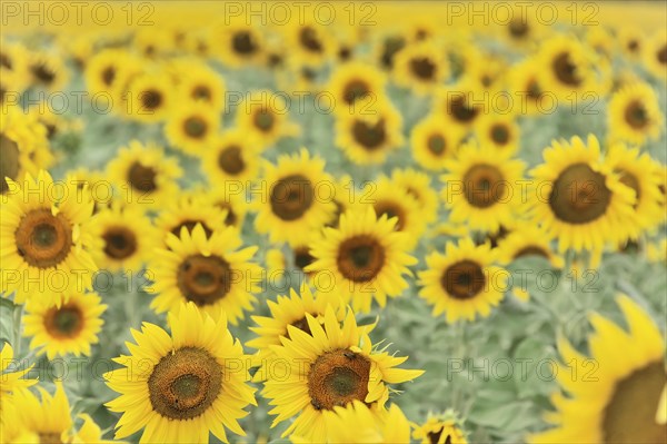 Sunflower field, sunflowers (Helianthus annuus), landscape south of Montepulciano, Tuscany, Italy, Europe