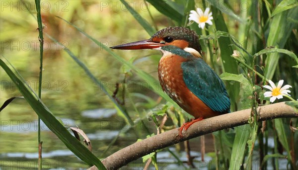 KI generated, animal, animals, bird, birds, biotope, habitat, a, individual, water, perch, reeds, water lilies, blue sky, foraging, wildlife, summer, seasons, white-throated kingfisher (Halcyon smyrnensis)