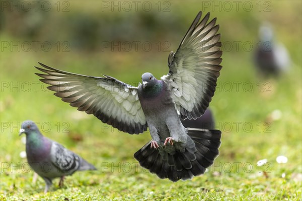 City dove (Columba livia forma domestica) in flight, wildlife, Germany, Europe