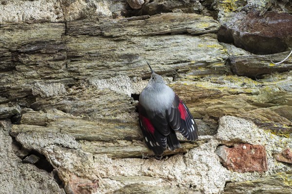 Wallcreeper (Tichodroma muraria) foraging on a wall, wildlife, Germany, Europe