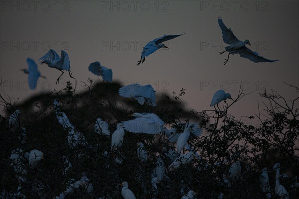 Cattle egret (Bubulcus ibis) roost Pantanal Brazil