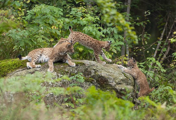 Eurasian lynx (Lynx lynx) female, mother and two cubs on a rock, Germany, Europe