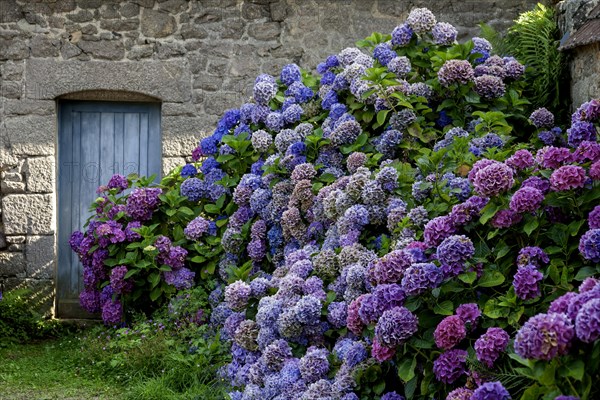 Blue door in a typical granite house, hydrangea bushes, Port Blanc, Brittany, France, Europe