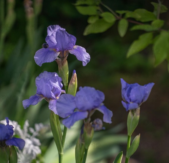 A purple iris blooms in the sunlight in a green garden Iris sibirica