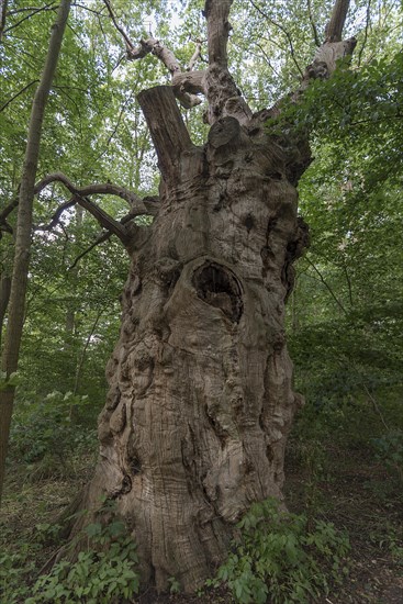 Dead oak tree (Quercus), 400 years old, 7.4 m in circumference, standing in a mixed forest, Mecklenburg-Western Pomerania, Germany, Europe
