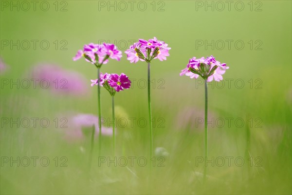 Bird's-eye primrose (Primula Farinosa) on a mountain meadow near Wallgau, Upper Bavaria, Germany, Europe