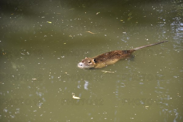 Coypu swimming in Seugne