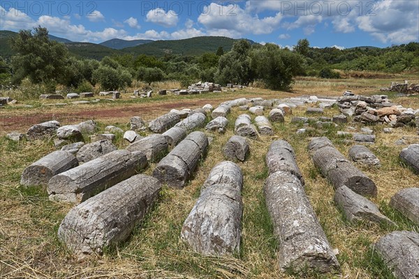Scattered ancient stone blocks in a meadow with trees in the background, Archaeological site, Ancient Messene, capital of Messinia, Messini, Peloponnese, Greece, Europe