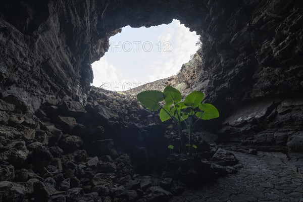 Cueva de los Verdes, lava tube, Costa Teguise, Lanzarote, Canary Islands, Spain, Europe