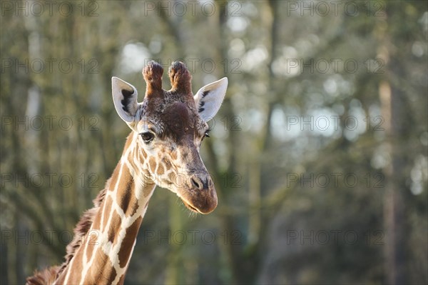 Reticulated giraffe (Giraffa camelopardalis reticulata), portrait, captive, Germany, Europe