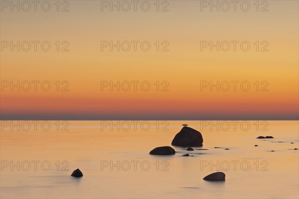 Dawn at the striking rock on the coast of Lohme on the island of Ruegen. A Comoran lasts a long time during the long exposure