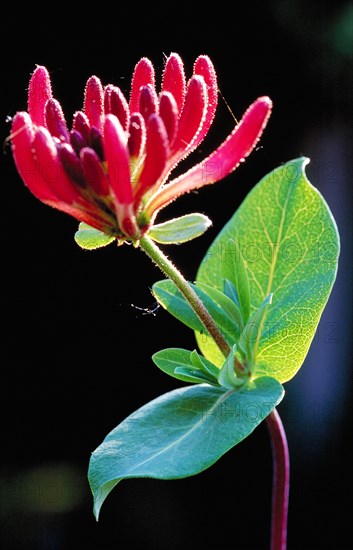 Close-up of a red flower with green leaf against a dark background Honeysuckle Lonicera cprifolium