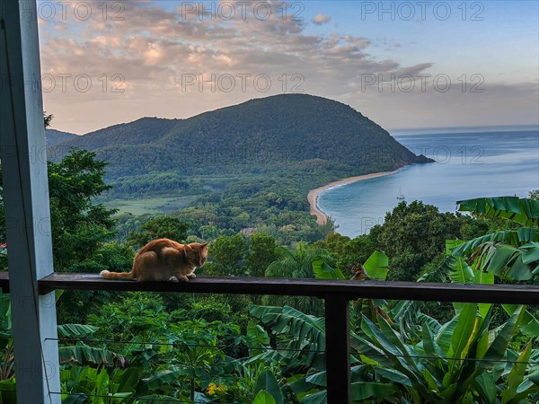 A red cat on a terrace in the foreground, in the background the beach Grande Anse on Basse Terre, Guadeloupe, the French Antilles and the Caribbean, North America