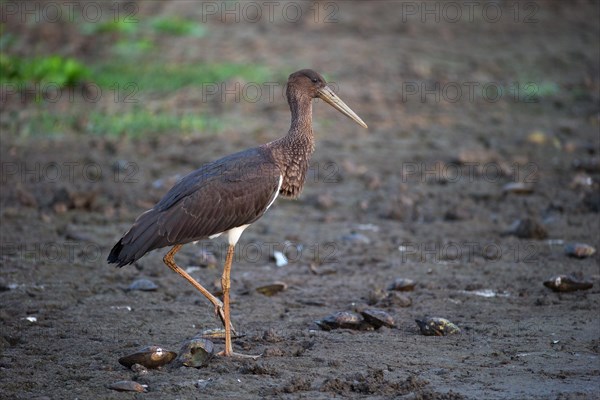 Black stork (Ciconia nigra), young bird, Mecklenburg-Western Pomerania, Germany, Europe