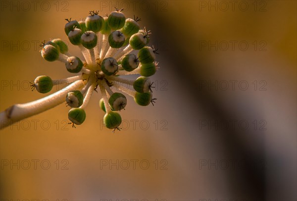 Macro shot of plant buds against a dark, abstract background, highlighted by sunlight, in South Korea