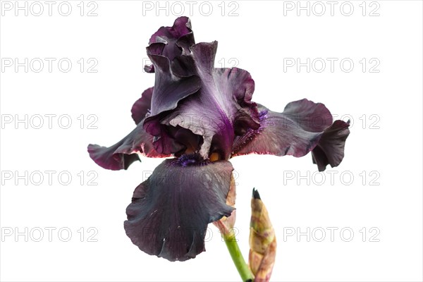 Beautiful multicolored iris flower isolated in white. Close up