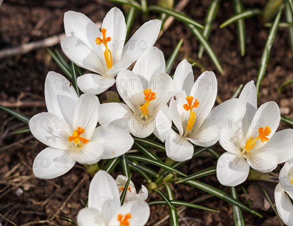 White crocuses germinate in the spring in the garden. Symbol of spring