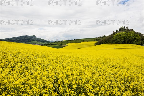 Rape fields in bloom, near Singen, Hegau, Constance district, Lake Constance, Baden-Wuerttemberg, Germany, Europe