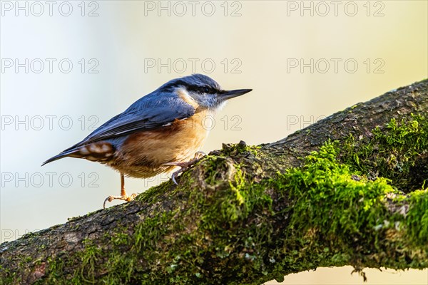 Eurasian Nuthatch, Sitta europaea bird in forest at winter sun