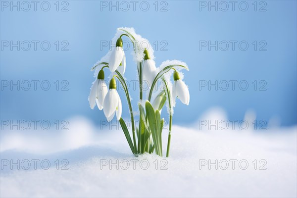 Snowdrop spring flowers covered in snow. KI generiert, generiert AI generated
