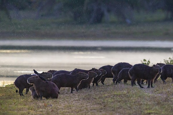 Capybara (Hydrochaeris hydrochaeris) Pantanal Brazil