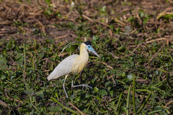 Capped Heron (Pilherodius pileatus) Pantanal Brazil