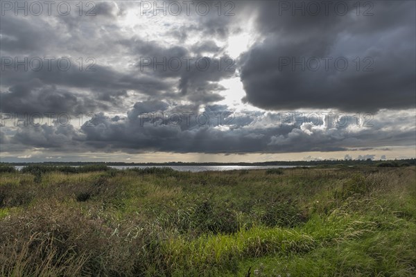 Dramatic clouds (Cumulus congestus) over the reed belt at Filso Nature Reserve, Henne, Region Syddanmark, Denmark, Europe