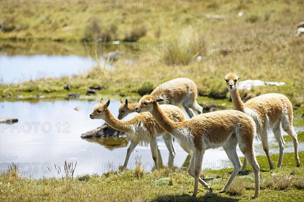 Vicunas or vicunas (Vicugna vicugna) grazing at a waterhole in the Andean highlands, Andahuaylas, Apurimac. region, Peru, South America