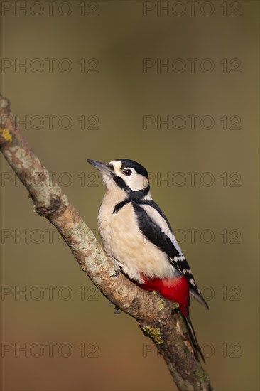 Great spotted woodpecker (Dendrocopos major) adult bird on a tree branch, England, United Kingdom, Europe