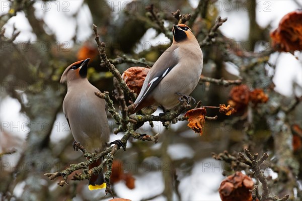 Bohemian waxwing (Bombycilla garrulus), winter visitor, invasion bird, Thuringia, Germany, Europe