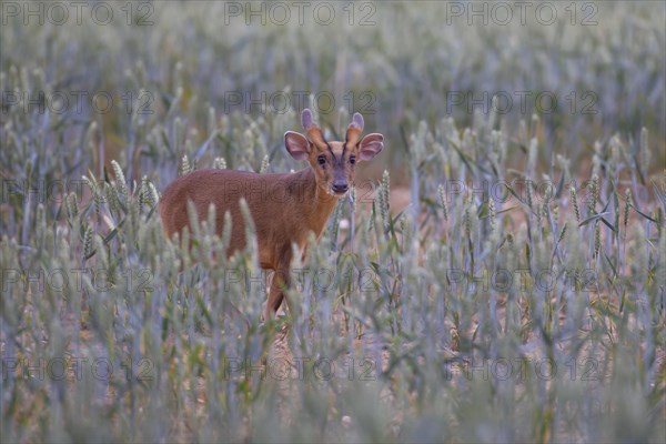 Muntjac (Muntiacus reevesi) deer adult in a summer cereal field, Suffolk, England, United Kingdom, Europe