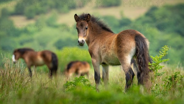 KI generated, animal, animals, mammal, mammals, biotope, habitat, one, individual, foraging, wildlife, meadow, pasture, Exmoor pony, horse, horses, ungulates, English pony breed, South West England, Exmoor, (Equus ferus caballus), foal