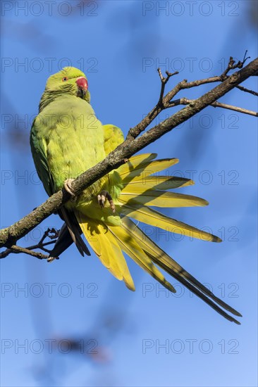 Rose-ringed parakeet (Psittacula krameri) on a branch, wildlife, Germany, Europe