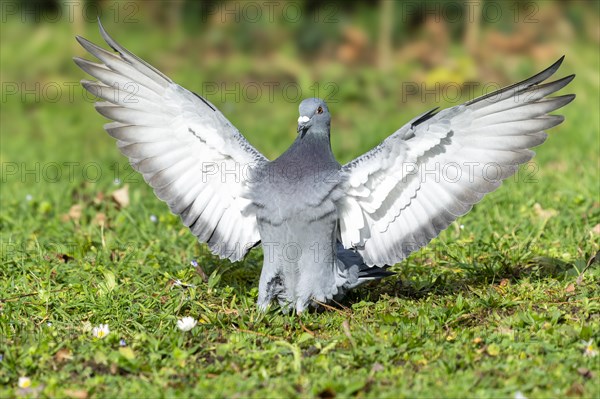 City dove (Columba livia forma domestica) in flight, wildlife, Germany, Europe