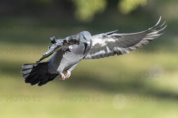 City dove (Columba livia forma domestica) in flight, wildlife, Germany, Europe