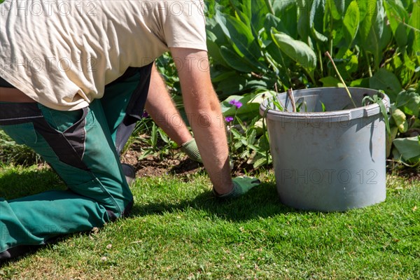 Landscape gardener gardening in the flower bed